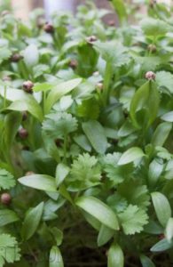 cilantro-micro-greens