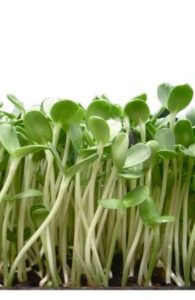 microgreen-sunflower