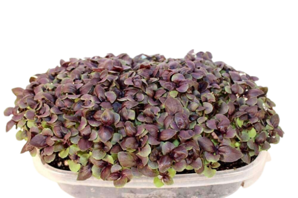 red-rubin-basil-1-transparent