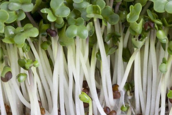 sprouting_broccoli